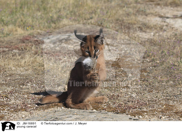 junger Karakal / young caracal / JM-16891