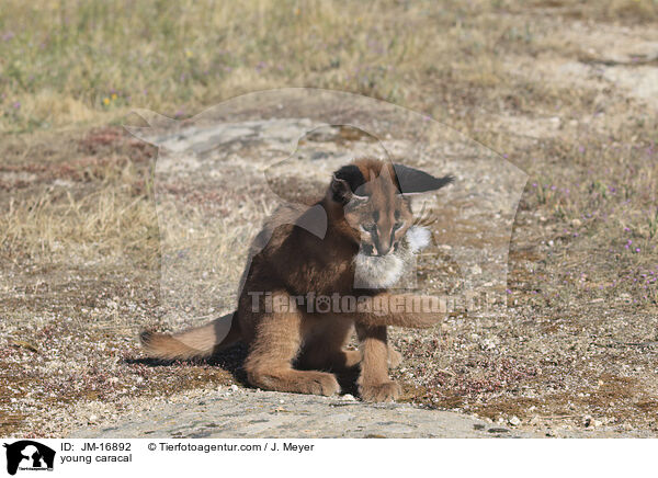 junger Karakal / young caracal / JM-16892