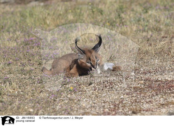 junger Karakal / young caracal / JM-16893