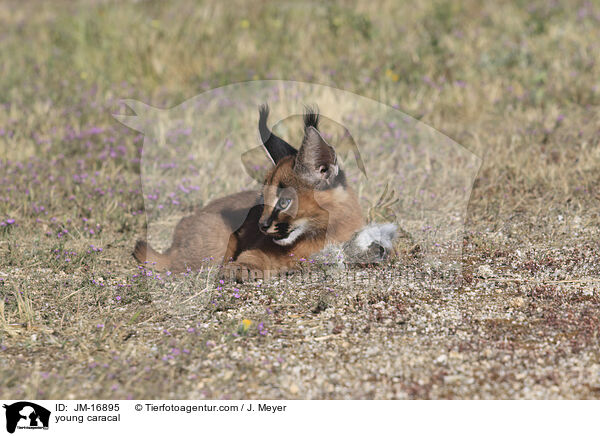 junger Karakal / young caracal / JM-16895
