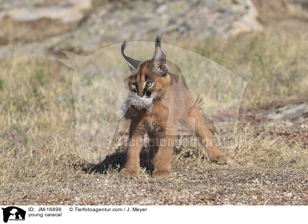 junger Karakal / young caracal / JM-16898