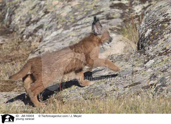junger Karakal / young caracal / JM-16904