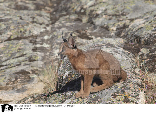 junger Karakal / young caracal / JM-16907