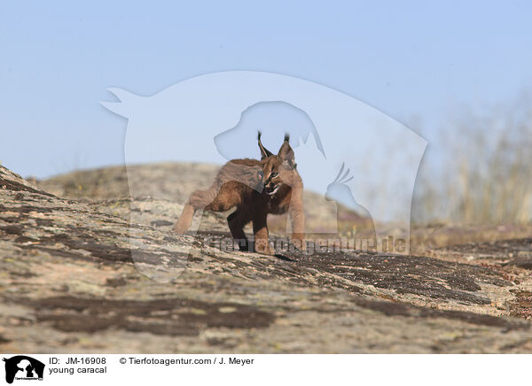 junger Karakal / young caracal / JM-16908