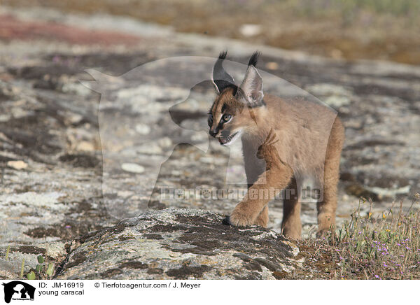 junger Karakal / young caracal / JM-16919