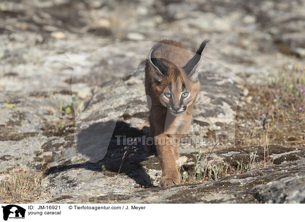 junger Karakal / young caracal / JM-16921