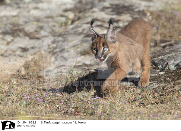 junger Karakal / young caracal / JM-16922