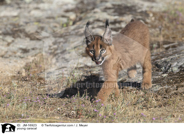 junger Karakal / young caracal / JM-16923