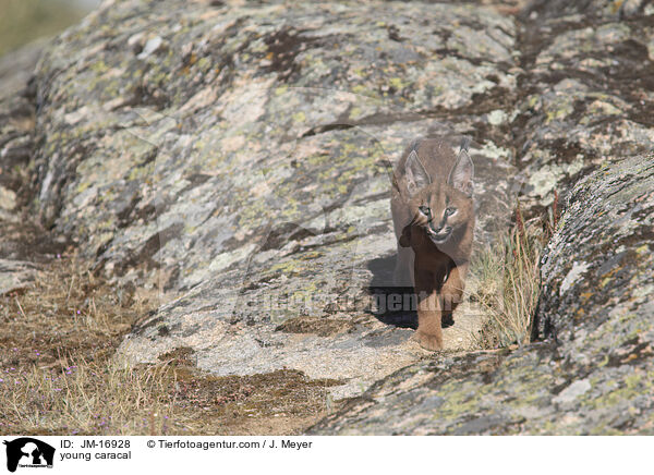 junger Karakal / young caracal / JM-16928