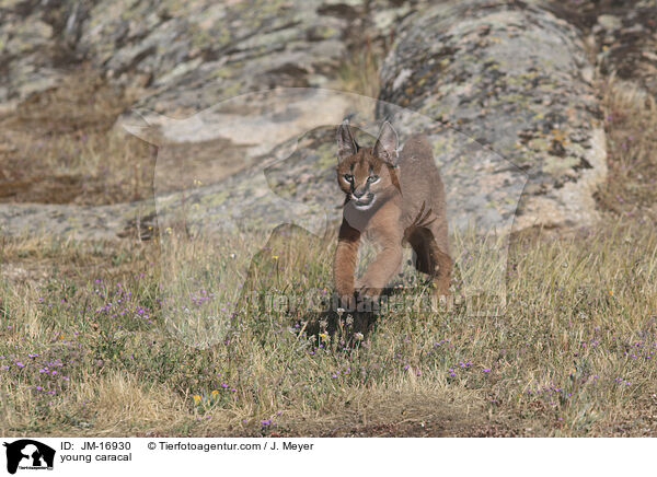 junger Karakal / young caracal / JM-16930