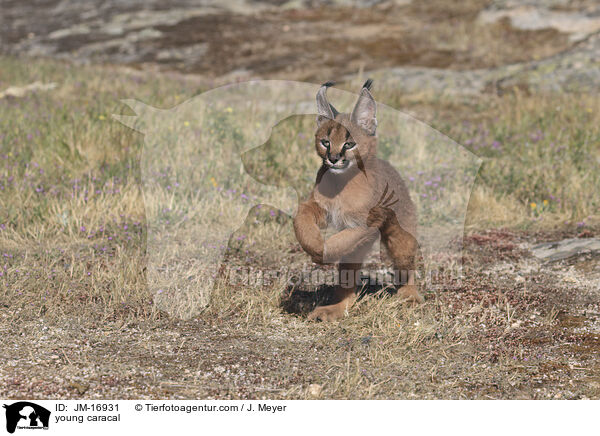 junger Karakal / young caracal / JM-16931