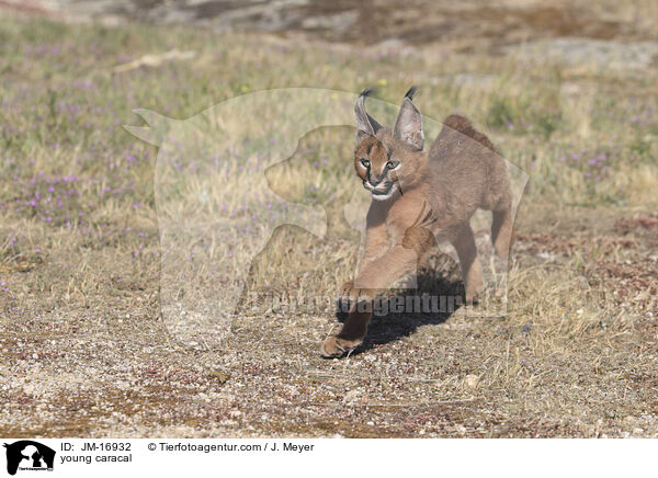junger Karakal / young caracal / JM-16932
