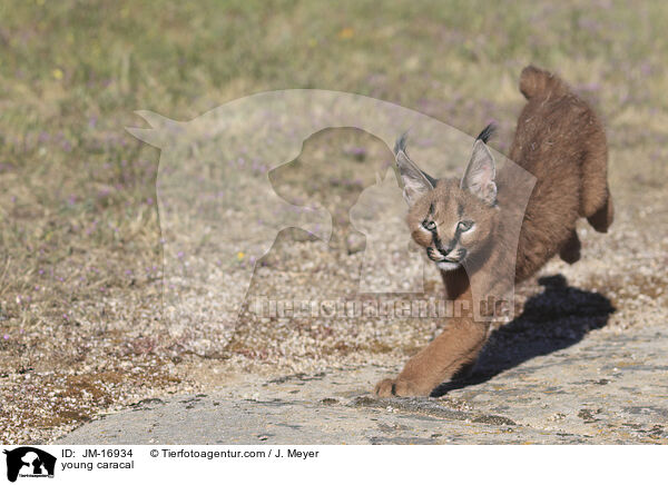 junger Karakal / young caracal / JM-16934