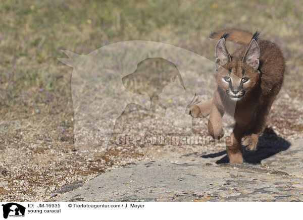 junger Karakal / young caracal / JM-16935