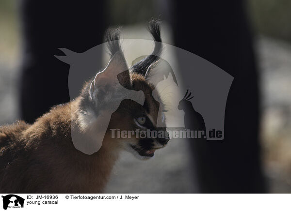 junger Karakal / young caracal / JM-16936