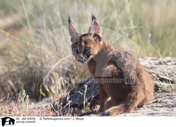 junger Karakal / young caracal / JM-16939