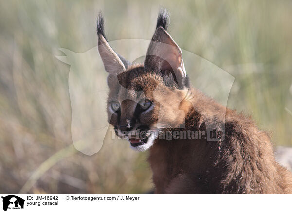 junger Karakal / young caracal / JM-16942