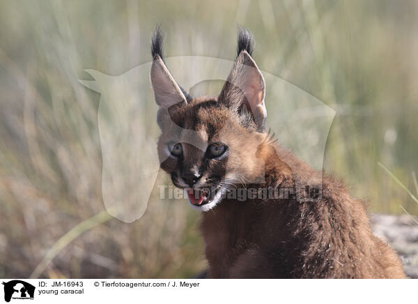 junger Karakal / young caracal / JM-16943