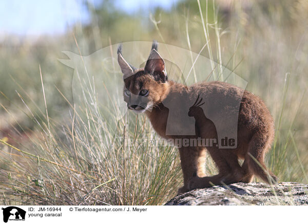 junger Karakal / young caracal / JM-16944