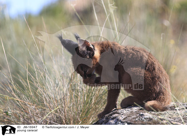 junger Karakal / young caracal / JM-16947