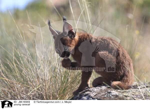 junger Karakal / young caracal / JM-16949