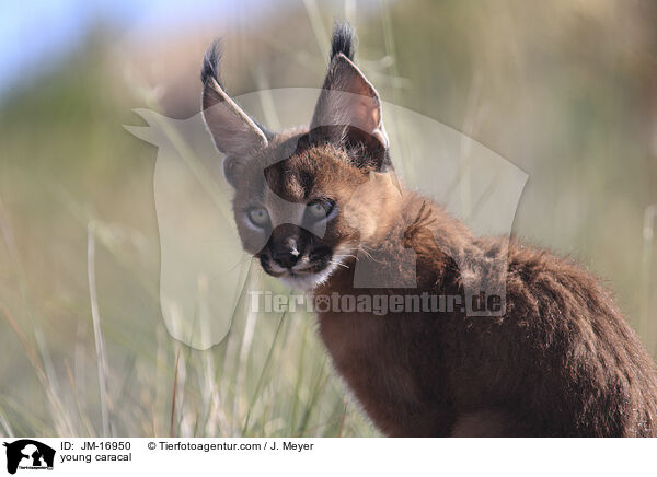 junger Karakal / young caracal / JM-16950