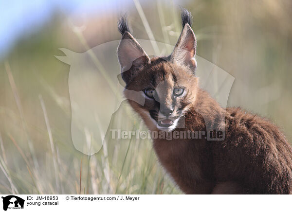junger Karakal / young caracal / JM-16953