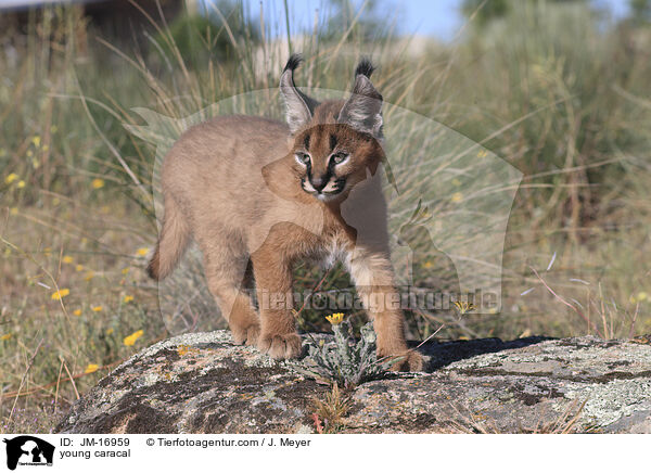 junger Karakal / young caracal / JM-16959