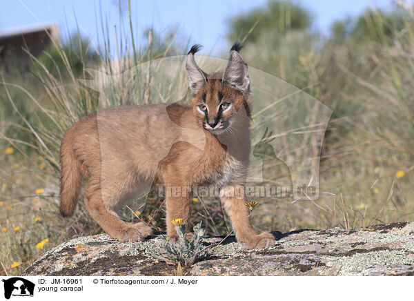 junger Karakal / young caracal / JM-16961