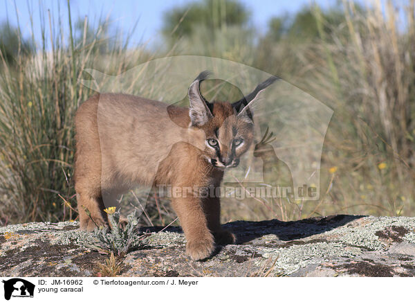 junger Karakal / young caracal / JM-16962