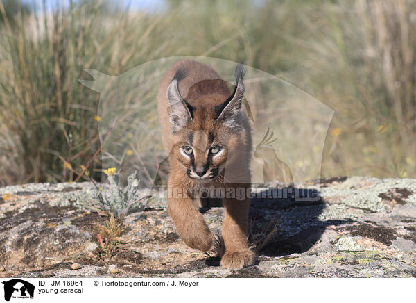 junger Karakal / young caracal / JM-16964
