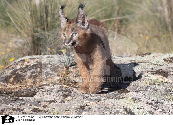 junger Karakal / young caracal / JM-16965