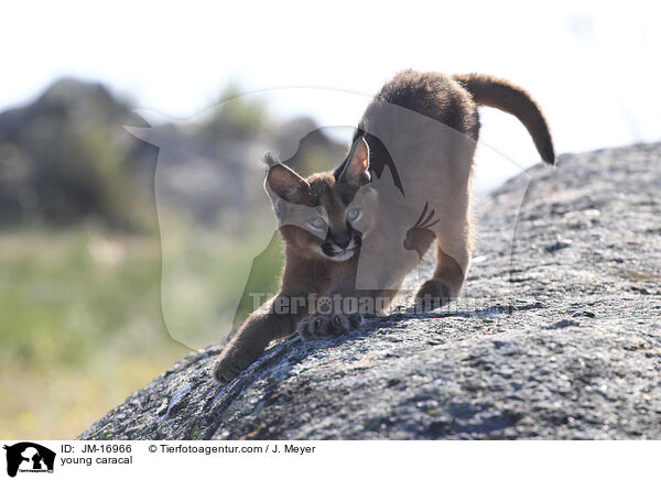 junger Karakal / young caracal / JM-16966