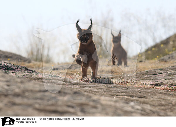 junge Karakale / young caracals / JM-16968
