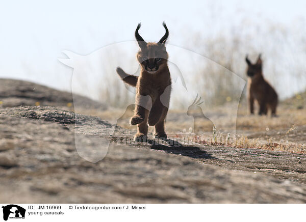junge Karakale / young caracals / JM-16969