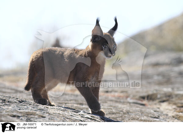 junger Karakal / young caracal / JM-16971