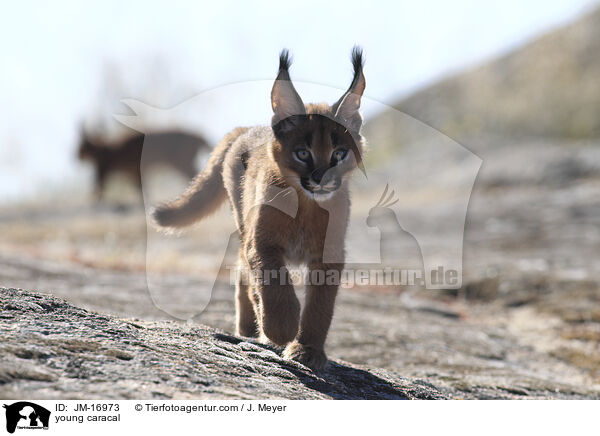 junger Karakal / young caracal / JM-16973