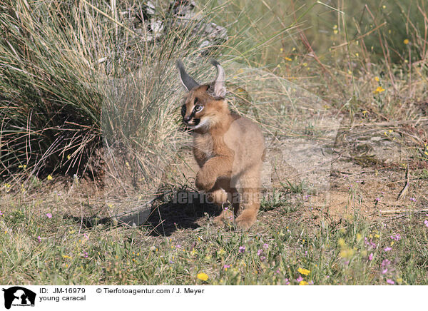 junger Karakal / young caracal / JM-16979
