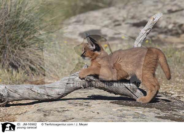 junger Karakal / young caracal / JM-16982