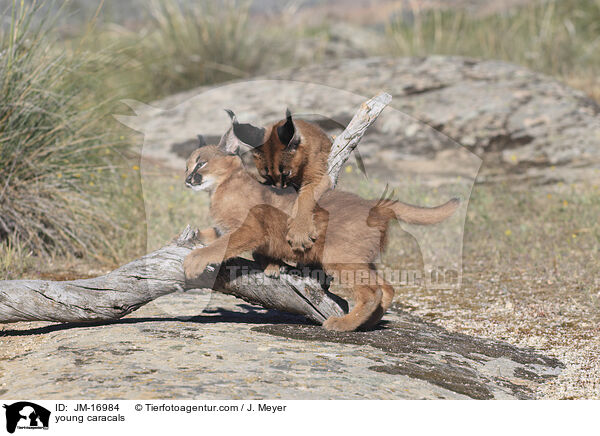 junge Karakale / young caracals / JM-16984
