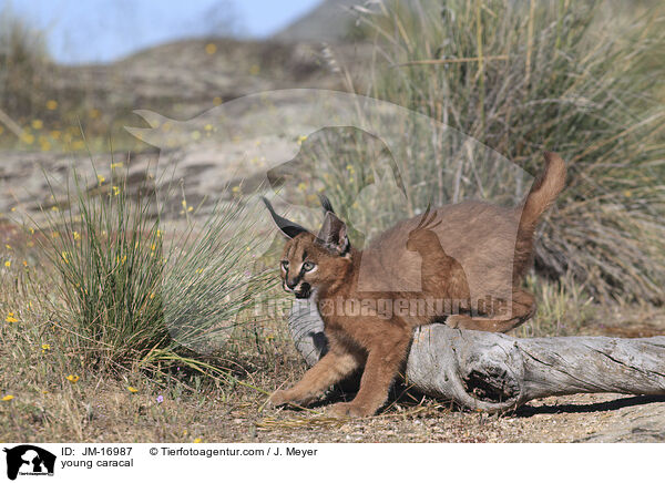 junger Karakal / young caracal / JM-16987