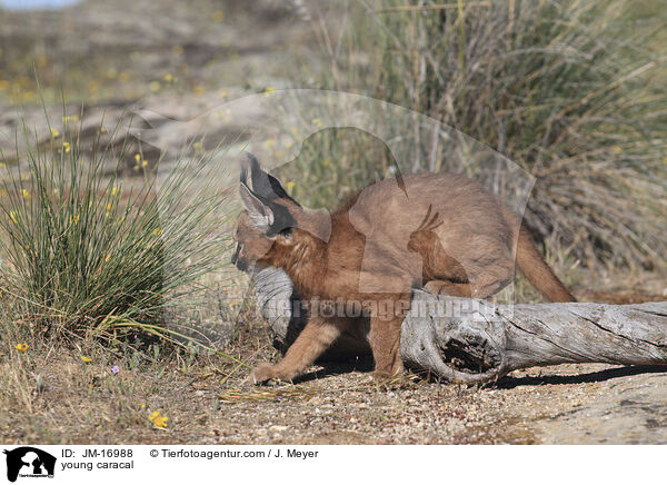 junger Karakal / young caracal / JM-16988