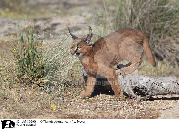 junger Karakal / young caracal / JM-16990