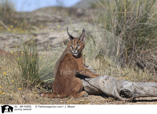 junger Karakal / young caracal / JM-16992