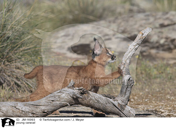 junger Karakal / young caracal / JM-16993