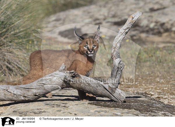 junger Karakal / young caracal / JM-16994