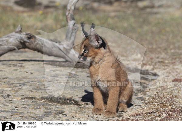 junger Karakal / young caracal / JM-16996
