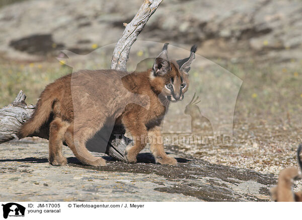 junger Karakal / young caracal / JM-17005