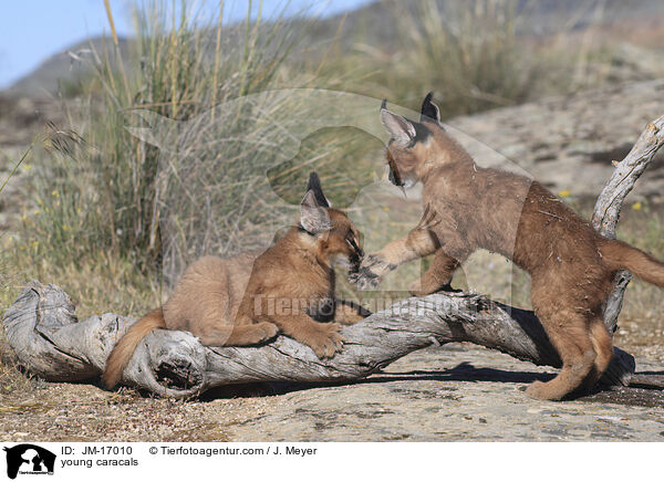 junge Karakale / young caracals / JM-17010
