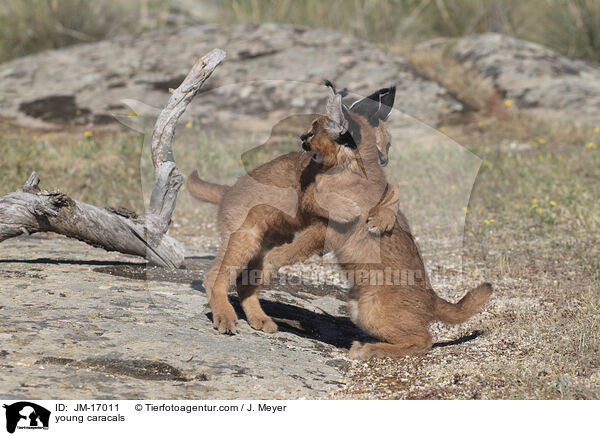 young caracals / JM-17011
